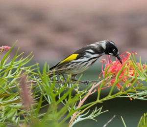 Biodiversity