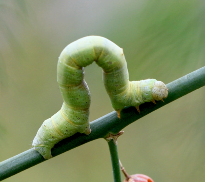 Image for Bugs and Slugs