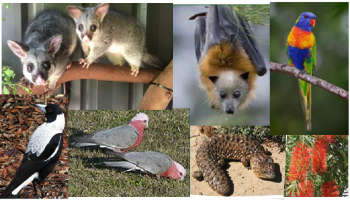 Image for Come and Learn about Fauna Rescue SA