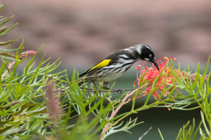 Native Bird and Plant 480x320